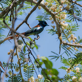 Debre Zeit - Paradise flycatcher